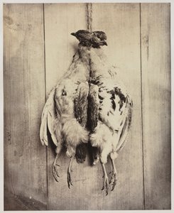 Partridges recto, n. 1861. tekijältä Captain N. Baily