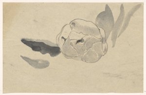 Kukkatutkimus tekijältä Carel Adolph Lion Cachet