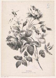 Twee rosen Pictura (sarjan otsikko objektissa) tekijältä Carel Christiaan Antony Last
