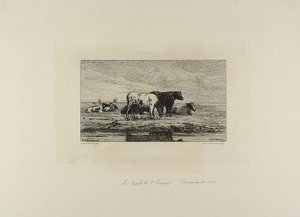 Escaut