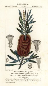 Albany pulloharja, Callistemon kaunis
