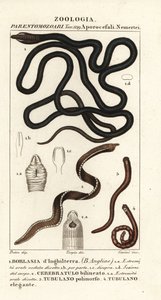 Saapasnauhamato, Lineus longissimus 1, Borlasia angliae 1, proboscis mato, Cerebratulus bilineatus 2, Cerebratulus bilineatus 2, nauhamato, Tubulanus polimorphus 3, Tubulanus elegans 4