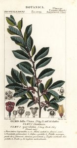 kiinalainen jalava tai pitsijalava, Ulmus parvifolia, Ulmus chinensis, Olmo della China