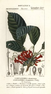 Cyrtandre-kasvi, Cyrtandra staminea, Cirtandra staminea