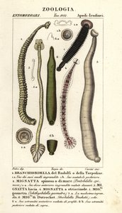Kalamato ja makean veden iilimato: Branchiobdellida 1, Pontobdella spinosa 2, Whitmania laevis 3, Hirudo vittata 4, Piscicola geometra 5, Ichthyobdella geometra 5, Geobdella trochetii 6