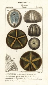 Kuolleiden merisiilien fossiilit: Echinocorys (Ananchites) 1, Galerites globulosus 2 ja Nucleolites patella 3