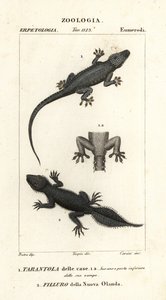 Talogekko, Hemidactylus frenatus 1 ja leveähäntägekko, Phyllurus platurus 2