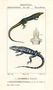 Viidakkojuoksu, Ameiva ameiva,, Lucertola ameiva 1 ja kultainen tegu, Tupinambis teguixin, Safeguard of America