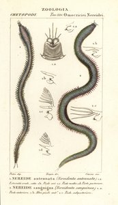 Leodice antennata, Nereidonta antennata 1 ja Eunice sanguinea, Nereidonta sanguinea 2
