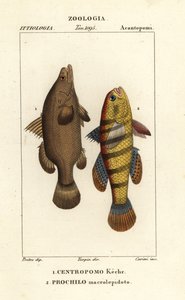 Niilin ahven, Lates niloticus ja unikala tai gudgeon, Ophiocara macrolepidota