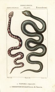 Rengaskaulainen sylkevä kobra, Hemachatus haemachatus 1 ja Martinique lancehead, Bothrops lanceolatus 2