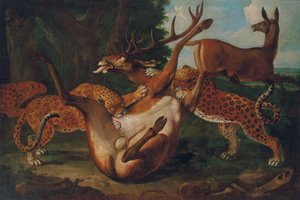 Leopardit hyökkäämässä peuroja maisemassa