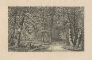 Bosc de faig finlandès