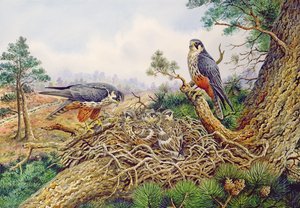 Huonekalut ja erilaiset esineet 1100- ja 1300-luvuilta tekijältä Carl Donner
