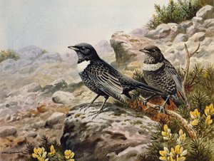 Huonekalut ja erilaiset esineet 1100- ja 1300-luvuilta tekijältä Carl Donner