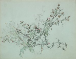 Tutkimus kukkivasta ohdakkeesta, 1846. tekijältä Carl Georg Anton Graeb