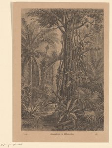 pahat kasvot Tree Shrikes Etelä-Amerikassa (otsikko esineessä) tekijältä Carl Gottlob Specht