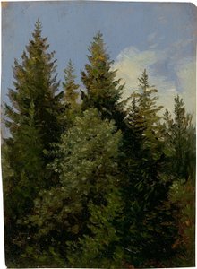 Firs tekijältä Carl Gustav Carus