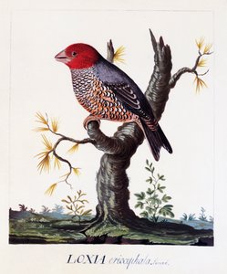 Loxia erythrocephala (Amadina erythrocephala), punapääpeippo, vesiväri tekijältä Carl Linnaeus