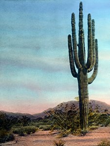 Yhdysvallat, Arizona, Giant Cactus in the Sonora desert, kuvan päivämäärä: noin 1920. Carl Simonin arkisto tekijältä Carl Simon