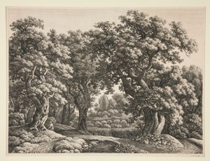 Metsän maisema