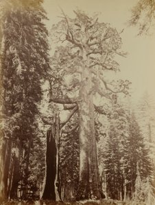 Harmaakarhun jättiläinen, Mariposa Grove tekijältä Carleton E. Watkins