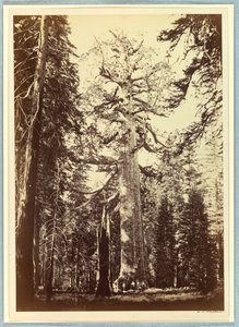 Grizzly Giant, Mariposa Grove, Yosemite tekijältä Carleton E. Watkins