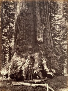 Grizzly Giantin perusta, Giant Sequoia puu, Yosemite, Kalifornia, 1868