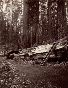 Metsän isä, 1865-66, painettu n. 1876.