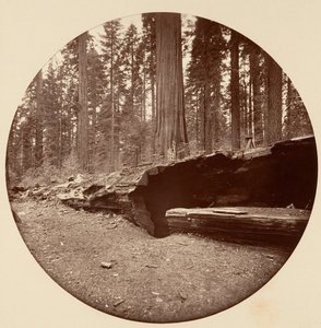 Mammoth Three Grove Hotel Calaveras Co Cal., ca. 1878. tekijältä Carleton Emmons Watkins