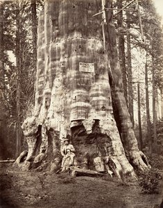 Metsän äiti, 1865-66, painettu n. 1876. tekijältä Carleton Emmons Watkins