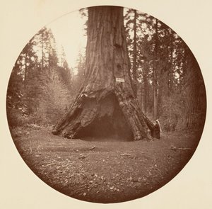 Pioneers Cabin - Calaveras Grove, n. 1878.