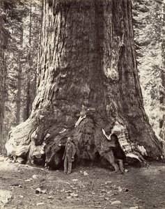 Grizzly Giantin osa, 101 jalkaa ympärysmitta, 1865-66, painettu n. 1876. tekijältä Carleton Emmons Watkins