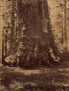 Grizzly-jättiläinen osa Galen Clarkin kanssa, Mariposa Grove, Yosemite, 1865-66.