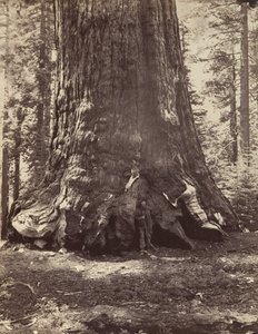 Grizzly Giantin osa Galen Clarkin kanssa, Mariposa Grove, Yosemite, 1865-66, painettu n. 1876.