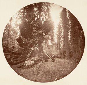 Metsän isä - Hevosen selkäpuoli. Calaveras Grove, n. 1878.