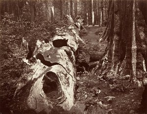 Metsän isä, ympärysmitta 112 jalkaa, Calaveras Grove, 1865-66, painettu n. 1876. tekijältä Carleton Emmons Watkins