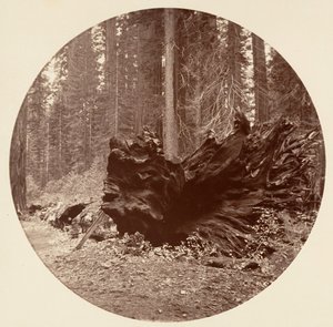 Metsän isä 450 ft C. Grove, n. 1878.