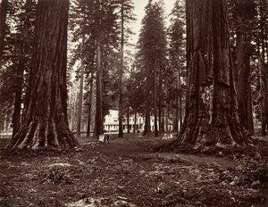 Hotelli Mammoth Grovesta, n. 1872, painettu n. 1876. tekijältä Carleton Emmons Watkins
