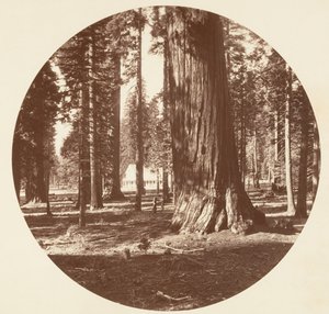Mammoth Grove Hotel Grovesta - Calaveras, n. 1878. tekijältä Carleton Emmons Watkins