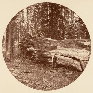 The Miners Cabin - Calaveras Grove, n. 1878. tekijältä Carleton Emmons Watkins