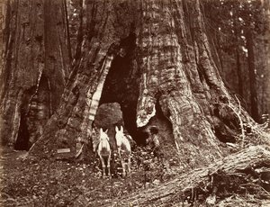 Kolmijalka, ympärysmitta 94 jalkaa, 1865-66, painettu n. 1876. tekijältä Carleton Emmons Watkins