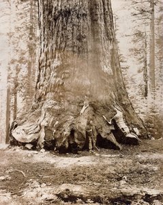 "Grizzly Giantin" runko, Mariposa Grove, halkaisija 33 jalkaa, 1861