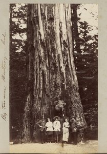 Big Trees near Monteray [sic] - Cal.