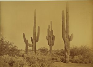 [Kaktus, Arizona - Cereus Giganteus] tekijältä Carleton Watkins