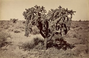 [Kaktus, Arizonan autiomaa] tekijältä Carleton Watkins