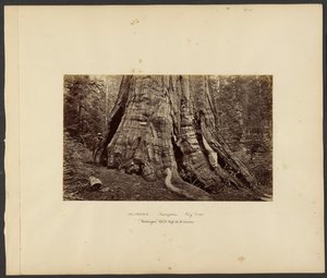 [Kalifornia - Mariposa Big Trees, "Washington" 270 jalkaa korkea, 92 jalkaa ympärysmitta.] tekijältä Carleton Watkins