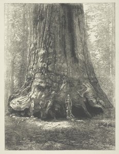 Jäljennös Carleton Watkinsin kirjasta "Galen Clark ennen grizzlyjättiläistä". tekijältä Carleton Watkins