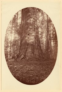 [Empire State Calaveras Grove] tekijältä Carleton Watkins