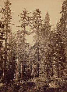 [Metsäkuva] / [Sokerimännyt] tekijältä Carleton Watkins